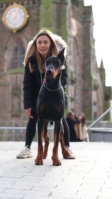 Дрессировка добермана