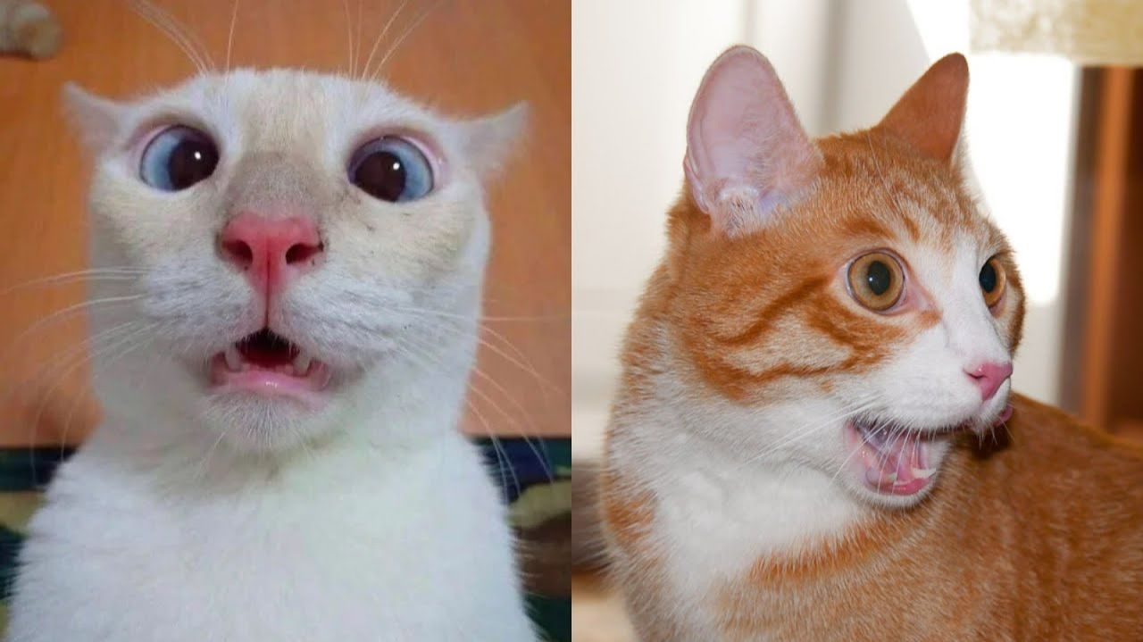 😹Коты 2025 смешные котики. 😹Приколы с котами до слез. смотреть онлайн