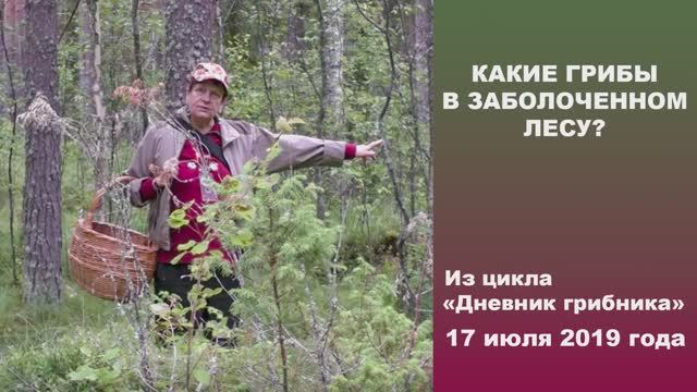 Какие грибы в заболоченном лесу? Дневник грибника 17 июля 2019 года. смотреть онлайн