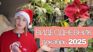 Видеодневник за декабрь 2025: новинки, пересадки, до и после