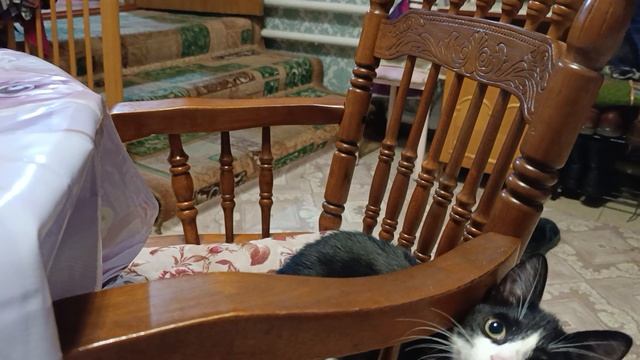 Мухаморчик смотреть онлайн