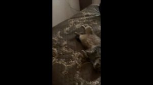 Два зайчика