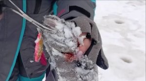 Поимки форели до запуска и после. Рыбалка со льда в первый день нового года. Клёвое место Лосиный ос