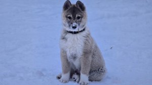 Обновление на новый год