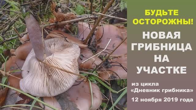Будьте осторожны! Новая грибница на участке. Дневник грибника 12 ноября 2019. смотреть онлайн