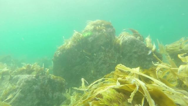 Наши в Находке 3. Spearfishing Vladivostok