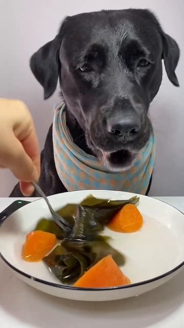 Как правильно кормить собаку? ПОСЛУШНО.РУ