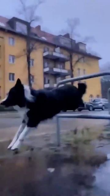 Кинолог Игорь Алтайский. Дрессировка собак по аджилити.