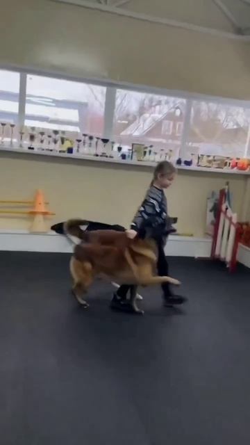 Дрессировка малинуа. Ребенок+собаки.