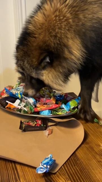 С Новым годом! #енотовиднаясобака #новыйгод #енот #лесныеживотные #животные #собака #прикол #юмор