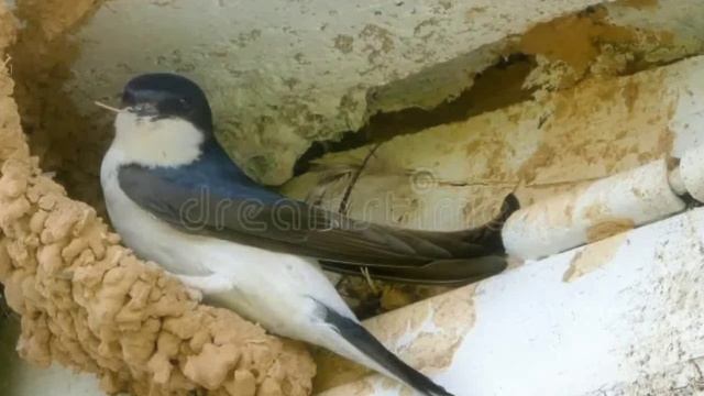 Автор Вера Капустина Ты, сынок, не настаивай~ смотреть онлайн