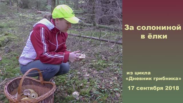 За солониной в ёлки. Дневник грибника 17 сентября 2018 года смотреть онлайн