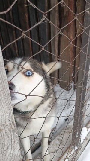 Умка хаски голубые глазки