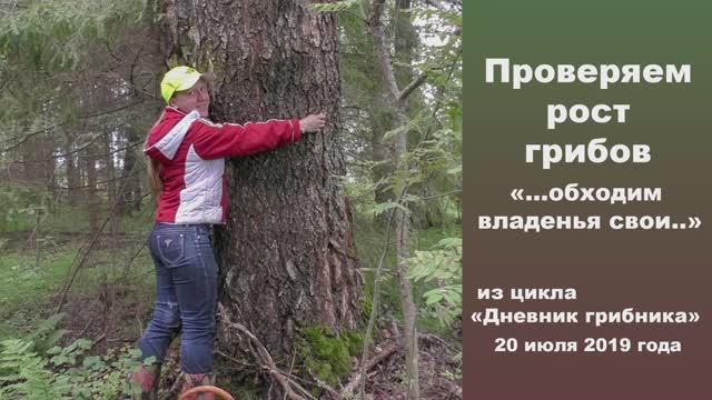 Проверяем рост грибов. "...обходим владенья свои..." Дневник грибника 20 июля 2019 г. смотреть онлайн