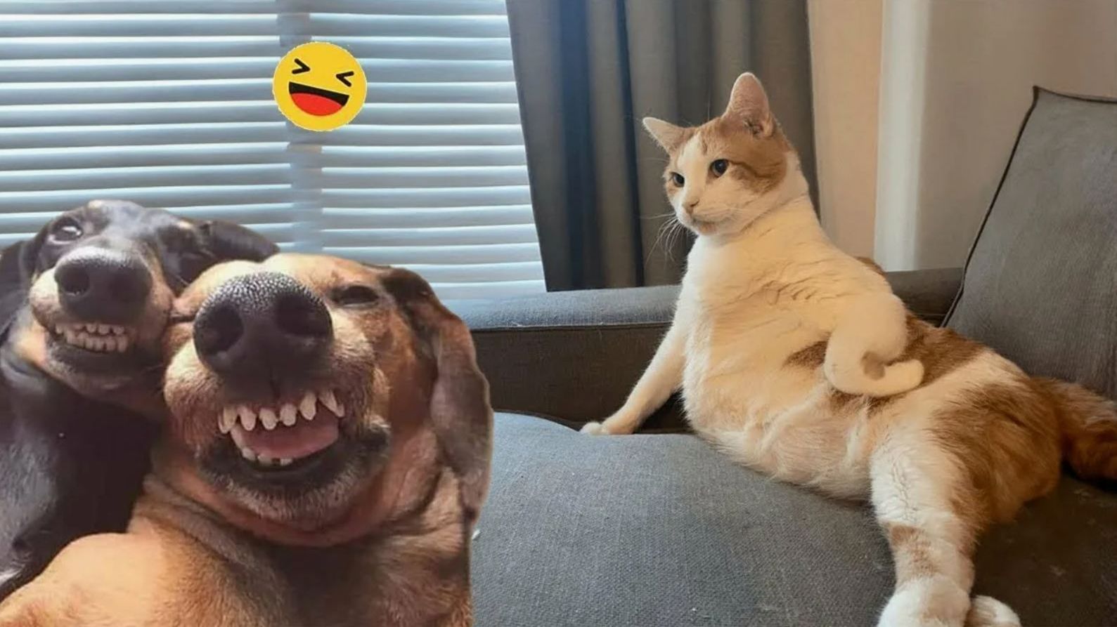 СМЕШНЫЕ КОТЫ! Смешные видео наши любимые смешные животные смотреть онлайн