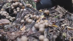 Дождевик грушевидный - съедобный гриб.