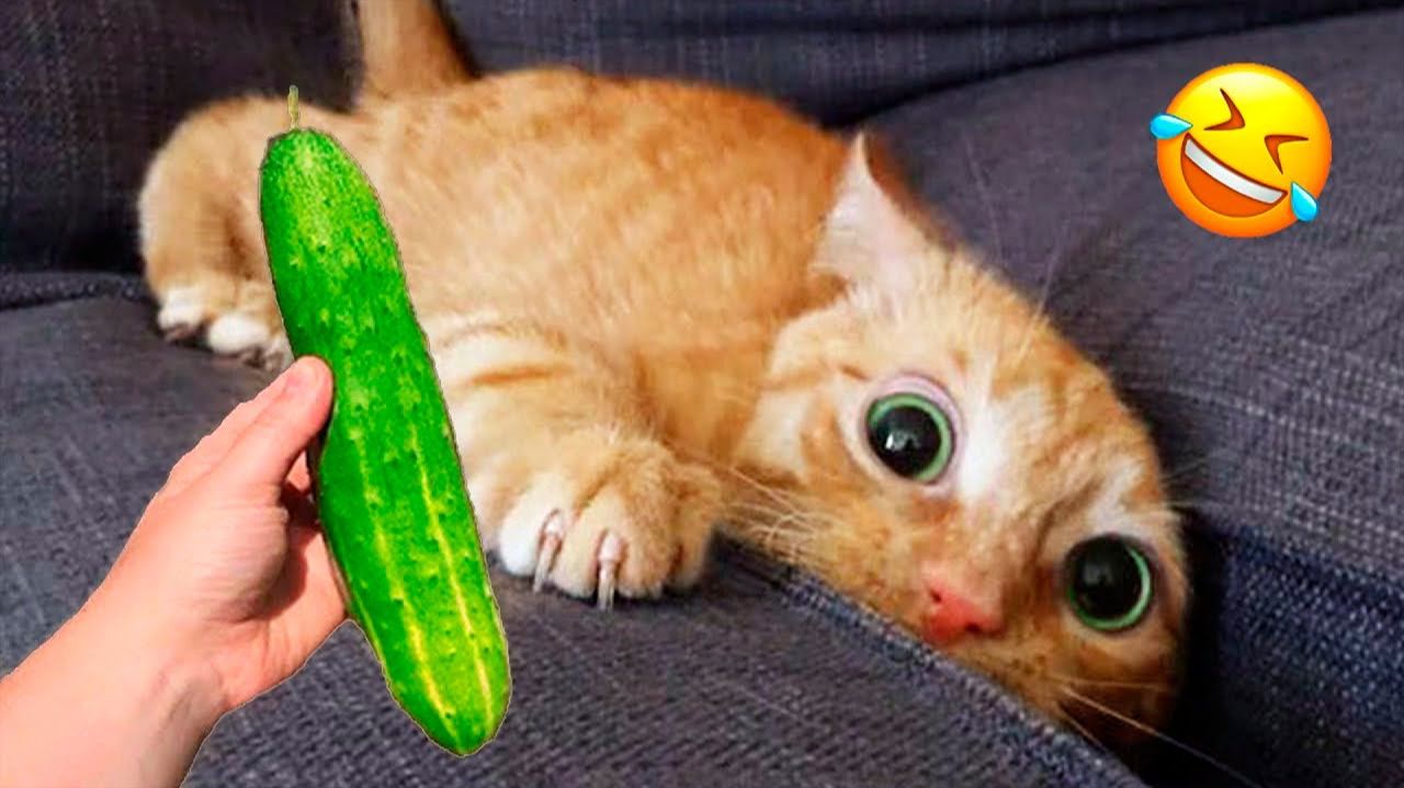 Ты смеешься, ты проигрываешь 😹 Самые смешные кошки и собаки 2026🤣 смотреть онлайн