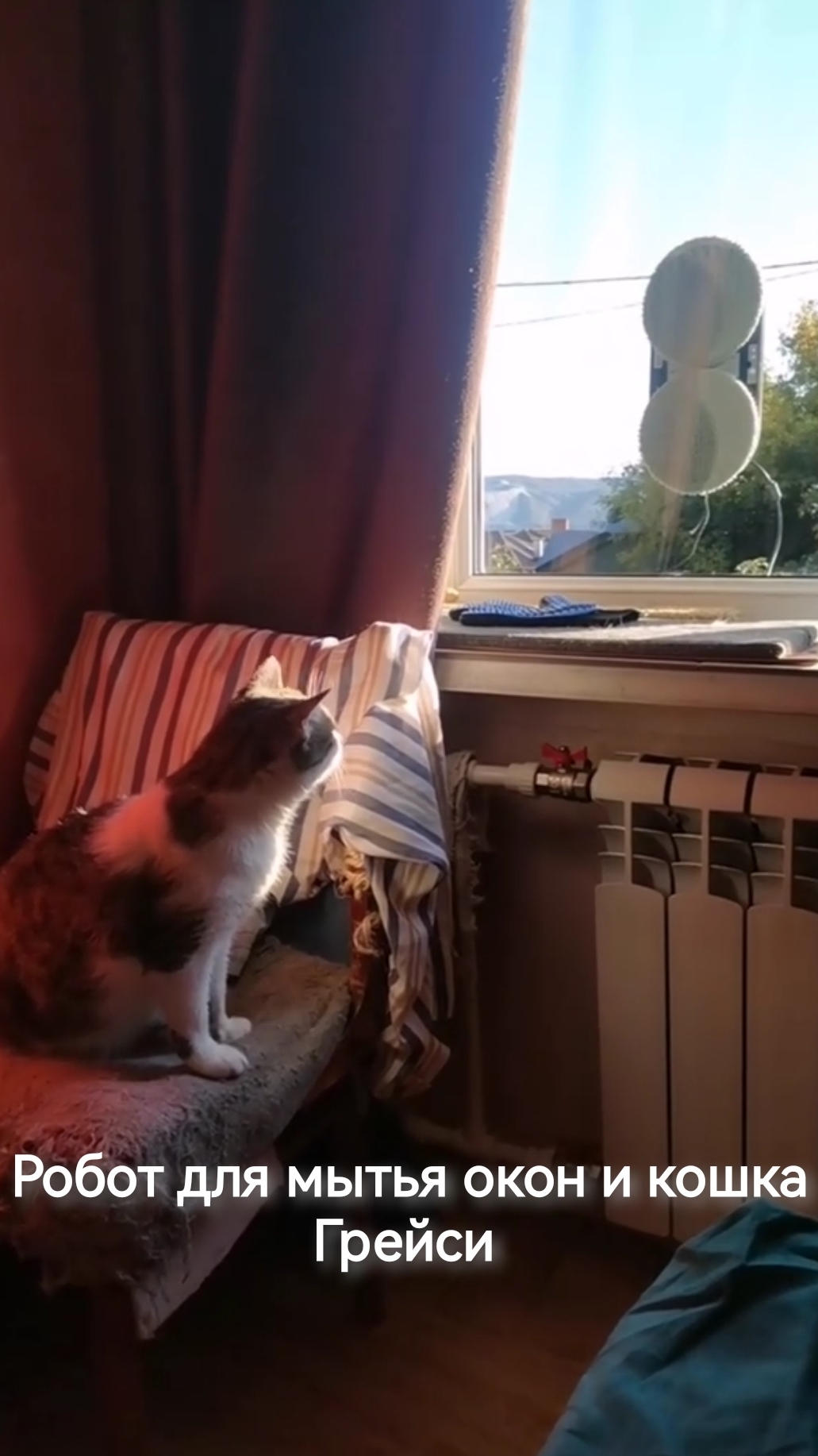 Кошка Грейси и мойщик окон