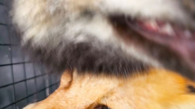 С новым годом #уралиса #лис #лисичка смотреть онлайн