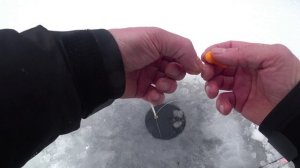 Открытие сезона по твёрдой воде 2025-2026 Есино чистая вода ФОРЕЛЬ