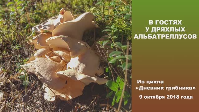 В гостях у дряхлых альбатреллусов. Дневник грибника 9 октября 2018 года. смотреть онлайн