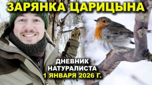 Царицынская Зарянка. 1 января 2026 г. Дневник натуралиста