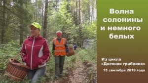 Волна солонины и немного белых. Дневник грибника 15 сентября 2019 года.
