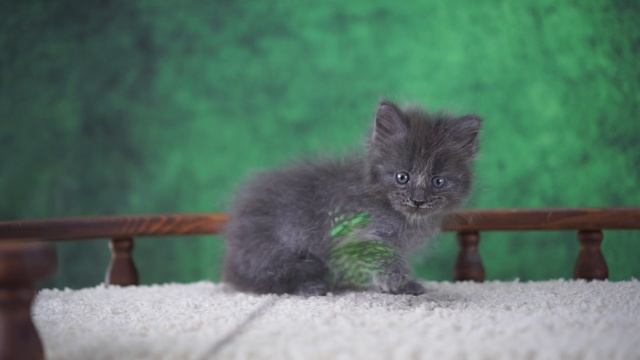 Volan-de-Mort 1,5 месяца смотреть онлайн