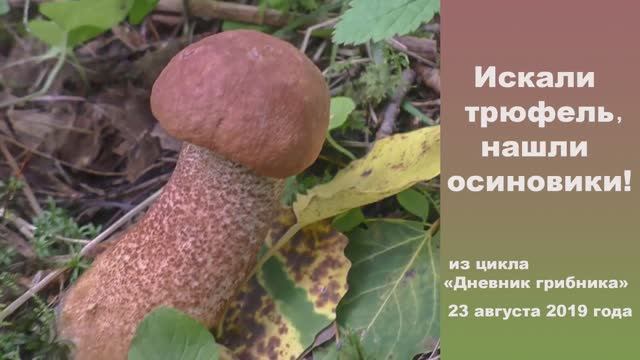 Искали трюфель, нашли красные подосиновики. Дневник грибника 23 августа 2019 года. смотреть онлайн