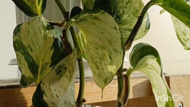 Сциндапсус Мраморное яблоко смотреть онлайн