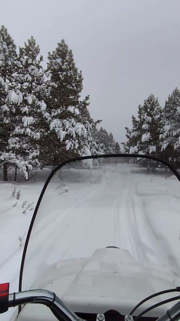 прогулка по зимнему лесу на снегоходе смотреть онлайн