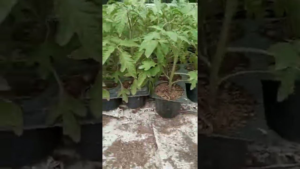  смотреть онлайн