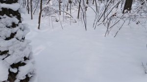 1 января 2026. Проверка капканов