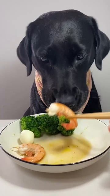 Как правильно кормить собаку? ПОСЛУШНО.РУ