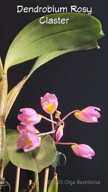 Dendrobium Rosy Claster