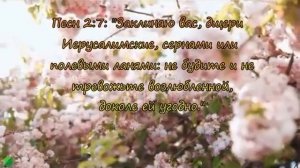 2 Песня песней Вторая  глава