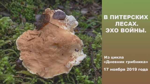 В ПИТЕРСКИХ ЛЕСАХ. ЭХО ВОЙНЫ, Дневник грибника 17 ноября 2019 года. смотреть онлайн