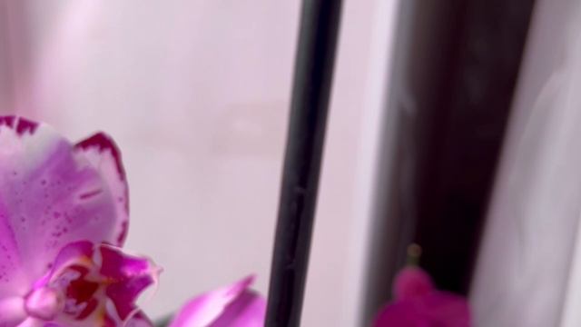 Мой цветущий подоконник. Мои чудесные орхидеи зимой смотреть онлайн