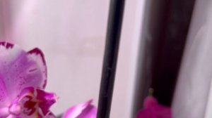 Мой цветущий подоконник. Мои чудесные орхидеи зимой