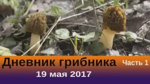 Дневник грибника. 19 мая 2017 г.  Сморчковые шапочки. Часть1