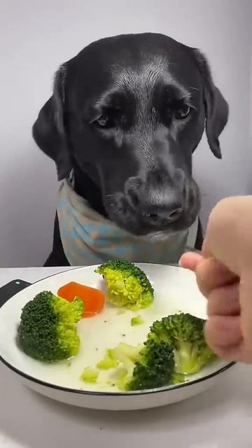 Как правильно кормить собаку? ПОСЛУШНО.РУ