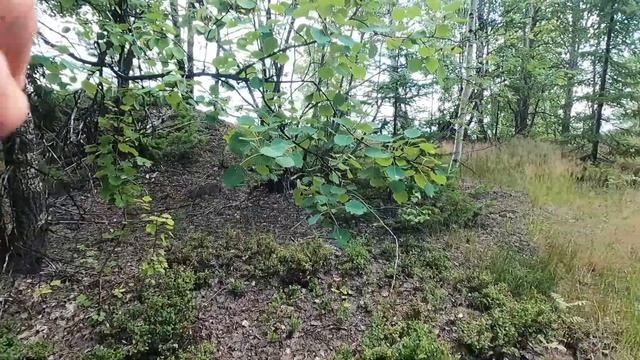 По грибы где медведи смотреть онлайн