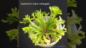 Asplenium nidus Variegata TL