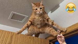 СМЕШНО ДО СЛЕЗ 😹😍 СМЕШНЫЕ КОТЫ, ЛУЧШИЕ ПРИКОЛЫ С КОТАМИ, СОБАКАМИ КОШКИ,СОБАКИ , ЖИВОТНЫЕ 🥰