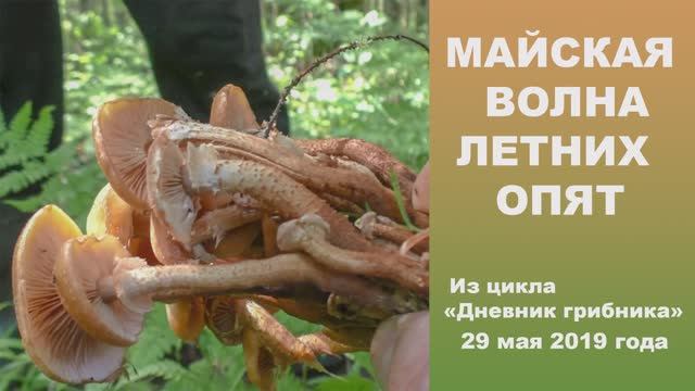 Майская волна Летнего опёнка. Дневник грибника 29 мая 2019 года смотреть онлайн