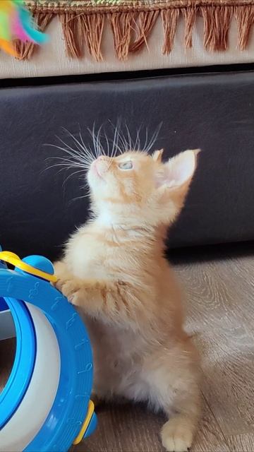 Подари мне игрушку. #котенок