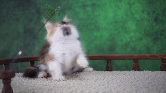 Isa 2,5 месяца смотреть онлайн