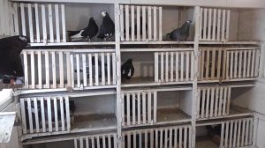 Курские голуби Начало нового сезона.