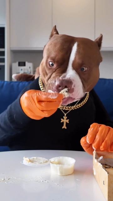 Как правильно кормить собаку? ПОСЛУШНО.РУ