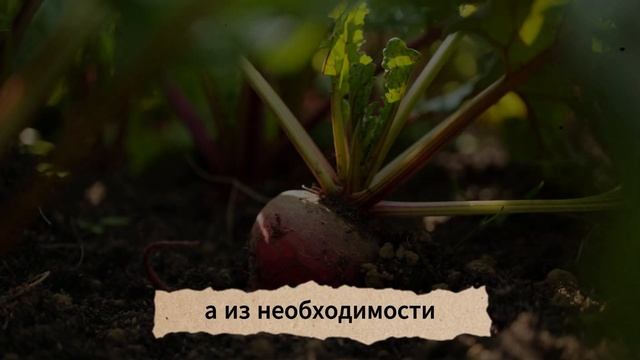 7 Средневековых овощей, которые растут сами и спасали ? смотреть онлайн
